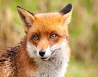 It is said that the fox is more cunning than any other animal.